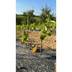 Виноград Катруся Каховська