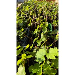 Виноград Емір