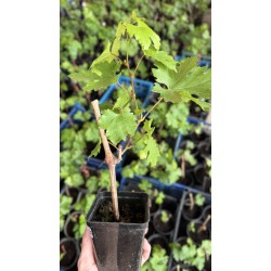 Виноград Аліса в країні мрій