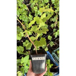 Виноград Казимір Виноград Казимір