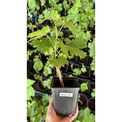 Виноград Посланник