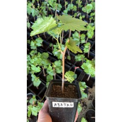 Виноград Аватар