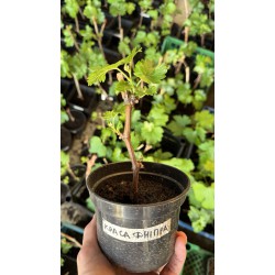 Виноград Краса Дніпра