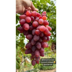 Виноград Дубовський розовий