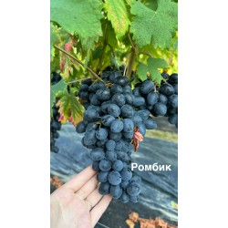 Виноград Ромбик ( у продажу осінню)