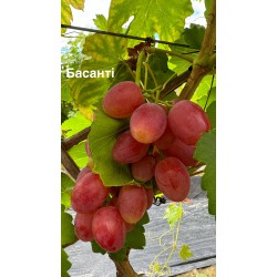 Виноград Басанті