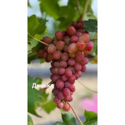 Виноград Динька