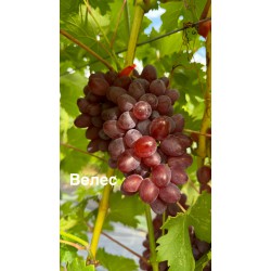 Виноград Велес