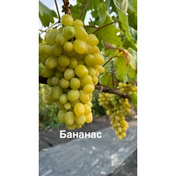Виноград Бананас (у продажі осінню)