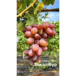 Виноград Ескалібур