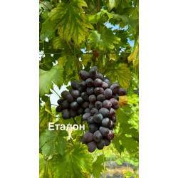 Виноград Еталон
