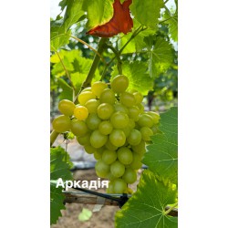Виноград Аркадія (у продажі осінню)