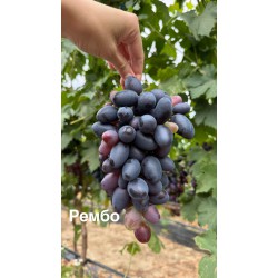 Виноград Рембо (у продажі осінню)