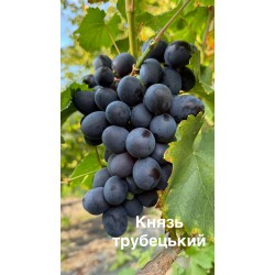 Виноград Князь Трубецький