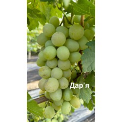 Виноград Дарʼя