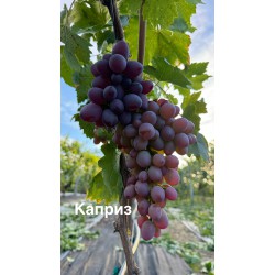 Виноград Каприз