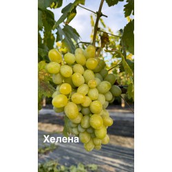 Виноград Хелена Виноград Хелена