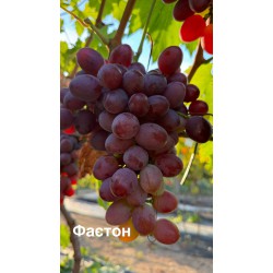 Виноград Фаєтон