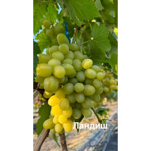 Білий виноград Білий виноград