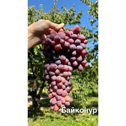 Виноград Байконур