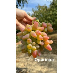Виноград Оригінал